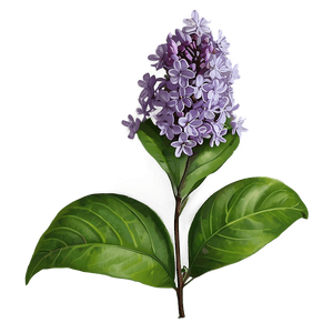 Wild Lilac PNG wou PNG with transparent background
