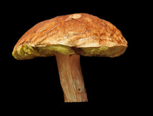 Wild Mushroom Against Black Background PNG image with transparent background