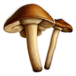 Wild Mushrooms Png 71 PNG Image