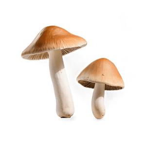 Wild Mushrooms PNG 85 PNG image with transparent background