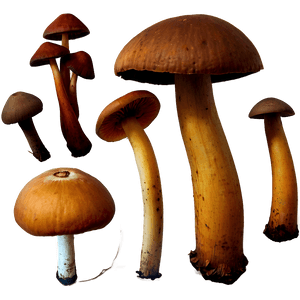 Wild Mushrooms PNG hxf58 PNG image with transparent background