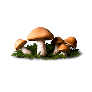 Wild Mushrooms PNG lli PNG image with transparent background