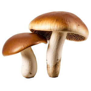 Wild Mushrooms PNG snm16 PNG