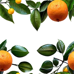 Wild Orange Tree Png Sck84 PNG Image