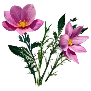 Wild Pink Flowers Png Gcr PNG Image