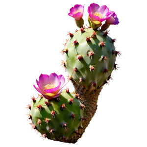 Wild Prickly Pear Png Ekk PNG Image