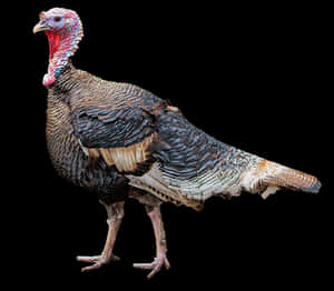 Wild Turkey Isolatedon Black Background PNG image with transparent background