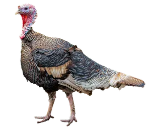 Wild Turkey Isolatedon Black Background PNG Image