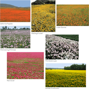Field, HD Png Download PNG image with transparent background