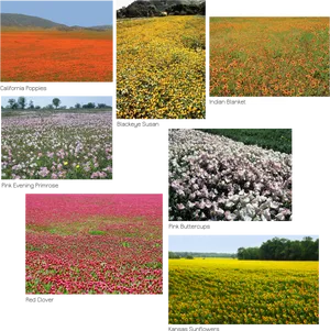 Wildflower Collage Variety Fields PNG Image