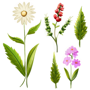 Wildflower Transparent Illustration PNG 75 PNG