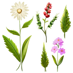 Wildflower Transparent Illustration Png 75 PNG Image