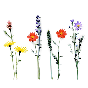 Wildflowers in Full Color PNG lht PNG with transparent background