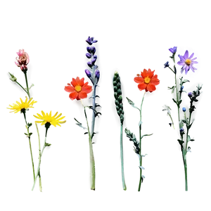 Wildflowers In Full Color Png Lht PNG Image