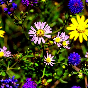 Wildflowers Of North Dakota Png Njj PNG Image