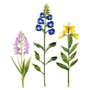Wildflowers of the Valley PNG 71 PNG