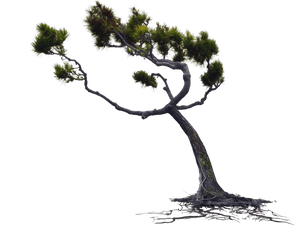 Windblown Owlkids Wind Blown Pine Tree Png Stock Photo - Tree Blowing In The Wind Png, Transparent Png PNG image with transparent background