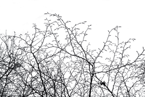 Winter Branches Silhouette.jpg PNG image with transparent background