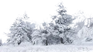 Winter_ Forest_ Snow_ Covered_ Trees PNG Image