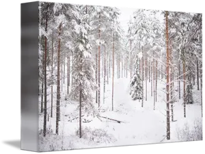 Winter Forest Snow Covered Trees PNG Image