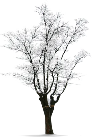 Winter Frosted Tree Silhouette PNG Image