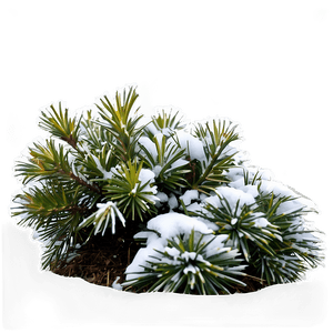 Winter Hardy Shrubs PNG 06122024 PNG