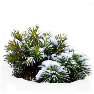 Winter Hardy Shrubs Png 06122024 PNG Image