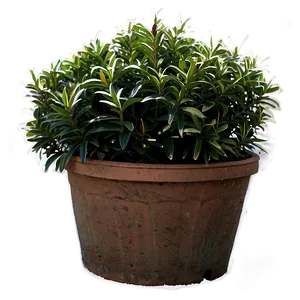 Winter Hardy Shrubs Png Hrn PNG Image