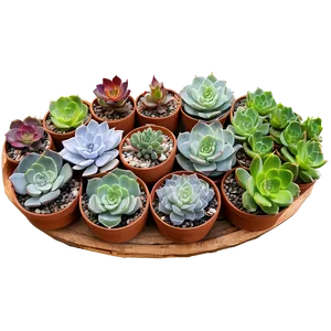 Winter Hardy Succulents Png 97 PNG Image