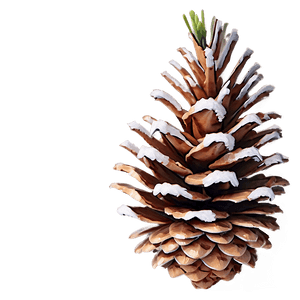 Winter Pine Cone PNG 06202024 PNG