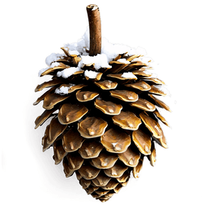 Winter Pine Cone PNG ygu12 PNG