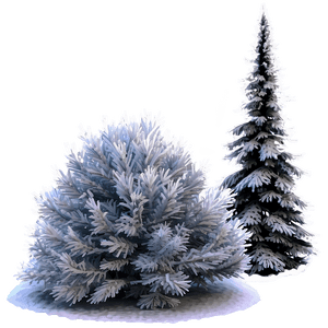 Winter Pine Tree Scene PNG 46 PNG with transparent background