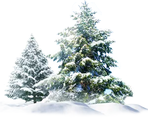 Winter_ Pine_ Trees_ Covered_in_ Snow.png PNG Image