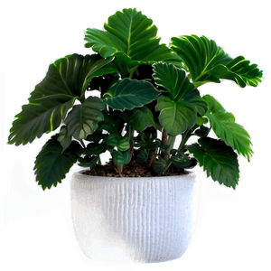 Winter Potted Plants PNG dio PNG