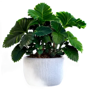 Winter Potted Plants Png Dio PNG Image