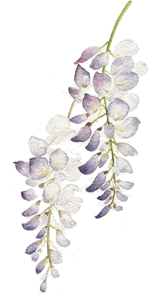 Wisteria Watercolor Floral Art PNG Image