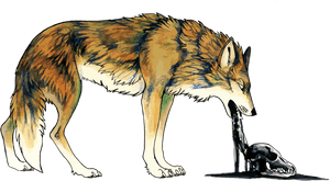 Wolf Vomiting Illustration PNG image with transparent background
