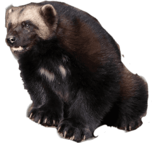 #wolverine #gulogulo #skunkbear - Wolverine, HD Png Download PNG image with transparent background