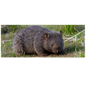 Wombat Burrow Png Akj PNG Image