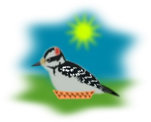 Woodpeckerin Sunshine PNG Image