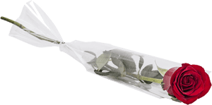Png Transparent Single Flower, Png Download PNG