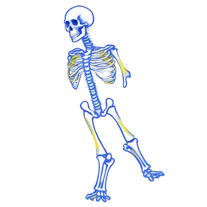 X-ray Bones Png Jyq8 PNG Image