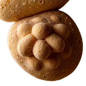 Yeast Close-up Png 06242024 PNG Image