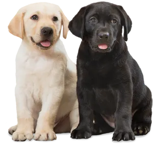 Yellow_and_ Black_ Labrador_ Puppies PNG Image