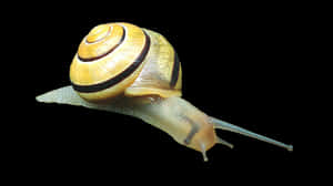 Yellow Banded Snail Black Background PNG