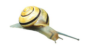 Yellow Banded Snail Isolated PNG