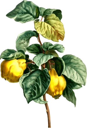 Chili Pepper,plant,vegetable - Pancrace Bessa, HD Png Download PNG with transparent background
