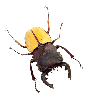 Yellow Black Stag Beetle PNG image with transparent background