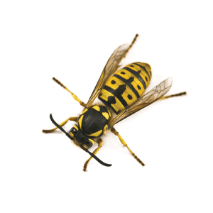 Yellow Black Wasp Isolated PNG