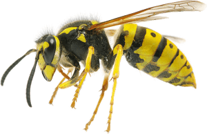 Yellow Black Wasp Side View.png PNG